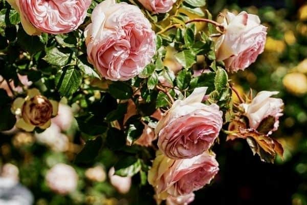 Slow Draining Soils and Overwatering can Cause Drooping Roses