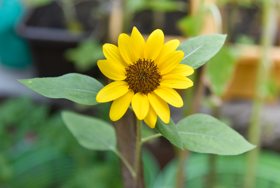 How To Grow Dwarf Sunflowers