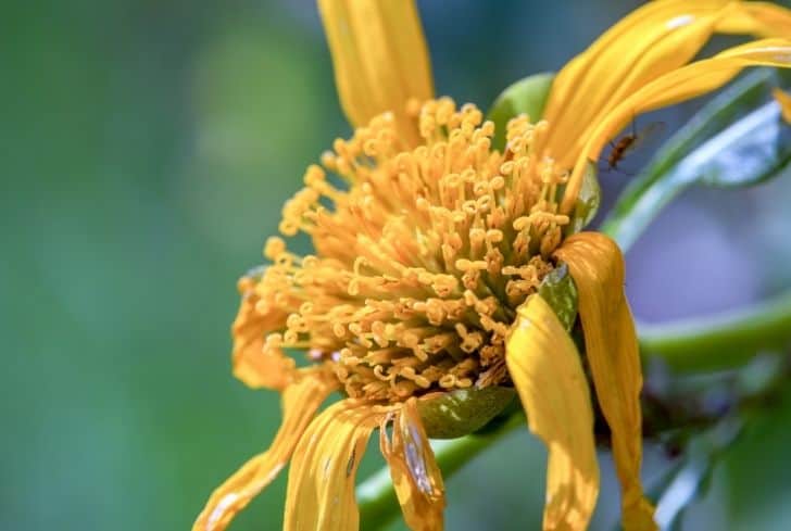 Sunflower Seedling Drooping