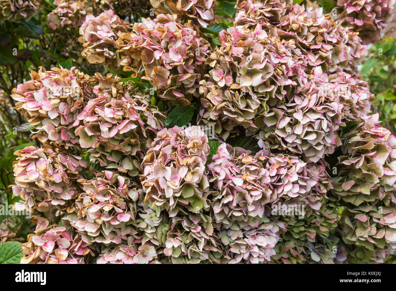 Hydrangea Leaves turn Brown or Black due to Frost Damage