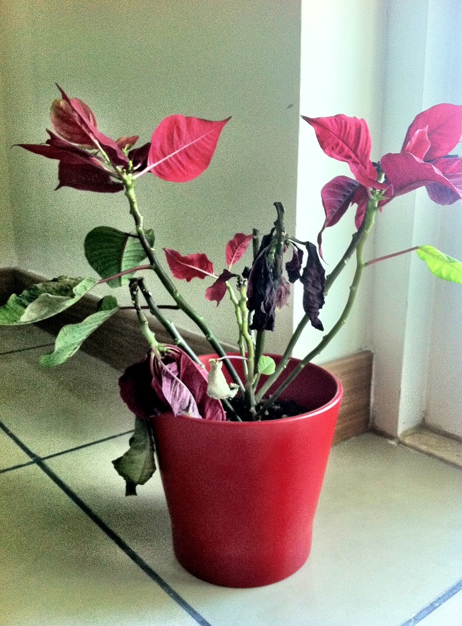 How to Revive a Dying Poinsettia Plant