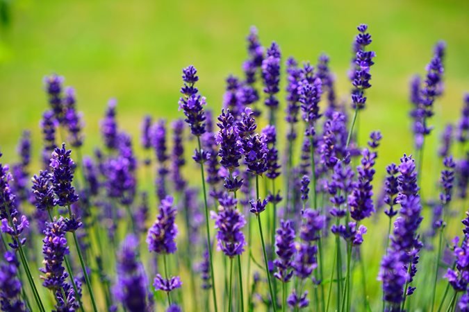 English Lavenders are Winter Hardy and Disease Resistant