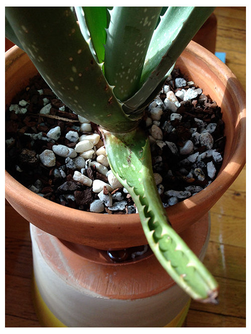 How To Revive Aloe Vera with Curling Leaves