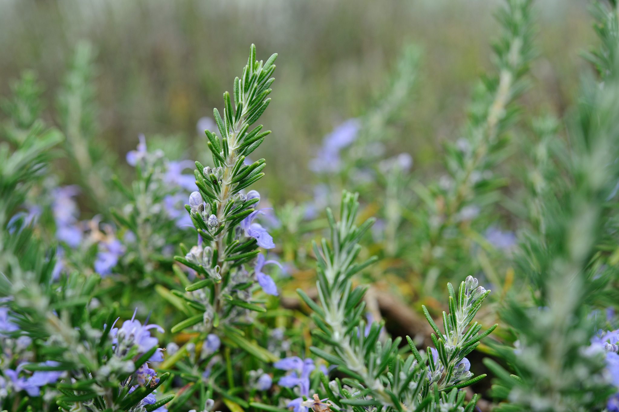 Time For Rosemary to establish Properly in the Soil