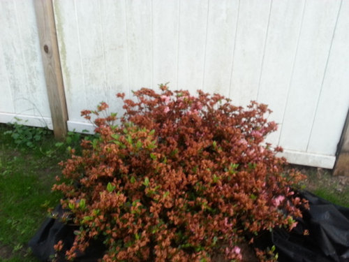 Why is My Potted Azalea Dying? (7 Reasons)