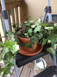 Indoor Potted Ivy Dying