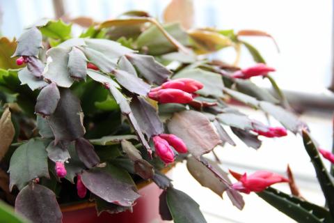 How to Water a Christmas Cactus
