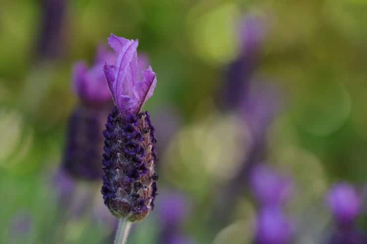 How to Avoid Lavenders Spreading by Seed