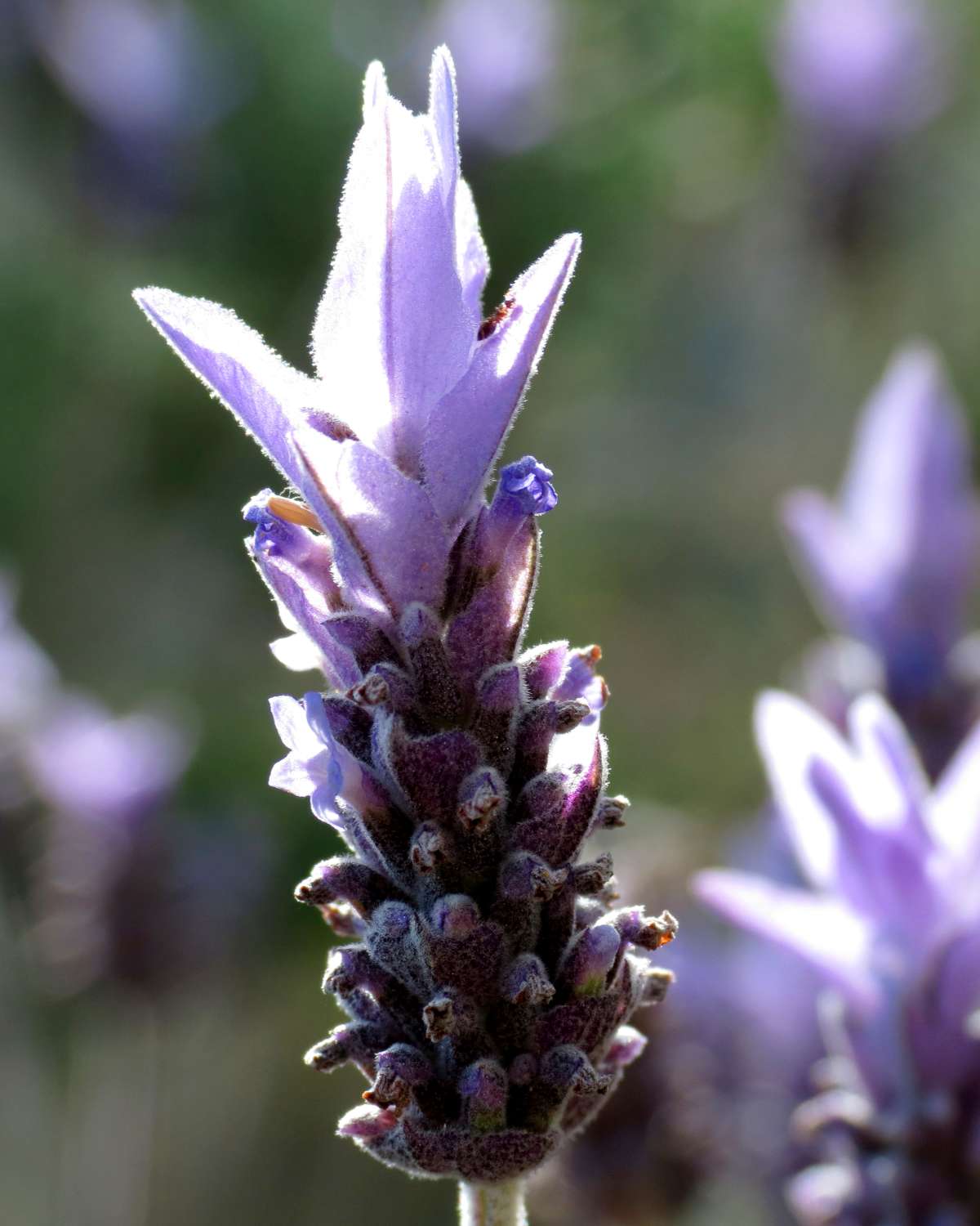 How to Grow and Care for French Lavender