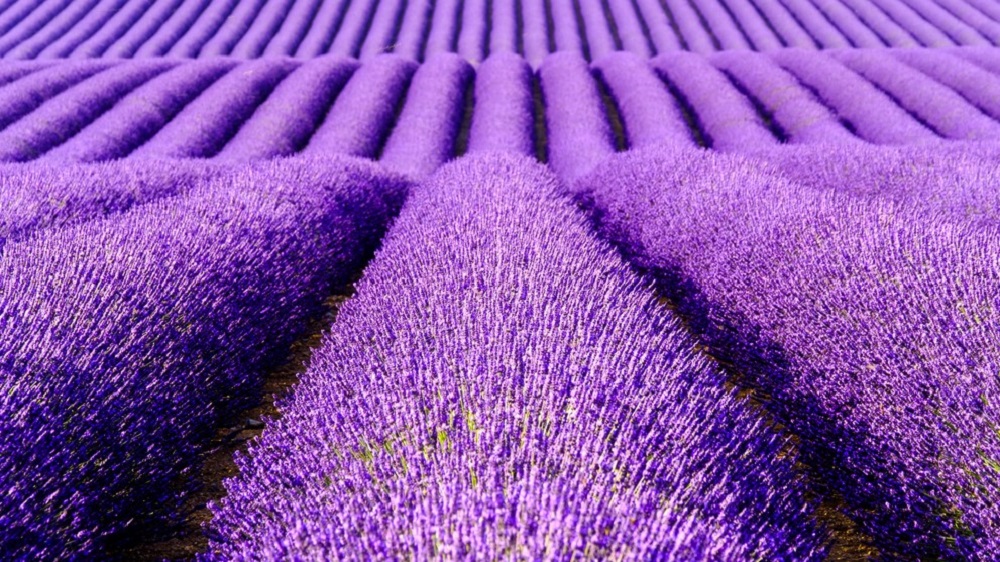 Lack of Sunlight Reduces Lavender Aroma