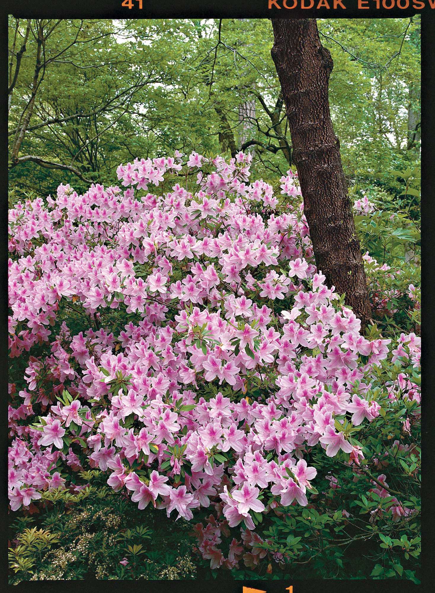 2 Signs your Azaleas in too Much Sun