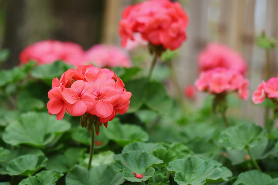 Why Are My Geraniums Not Blooming? (The Solution)