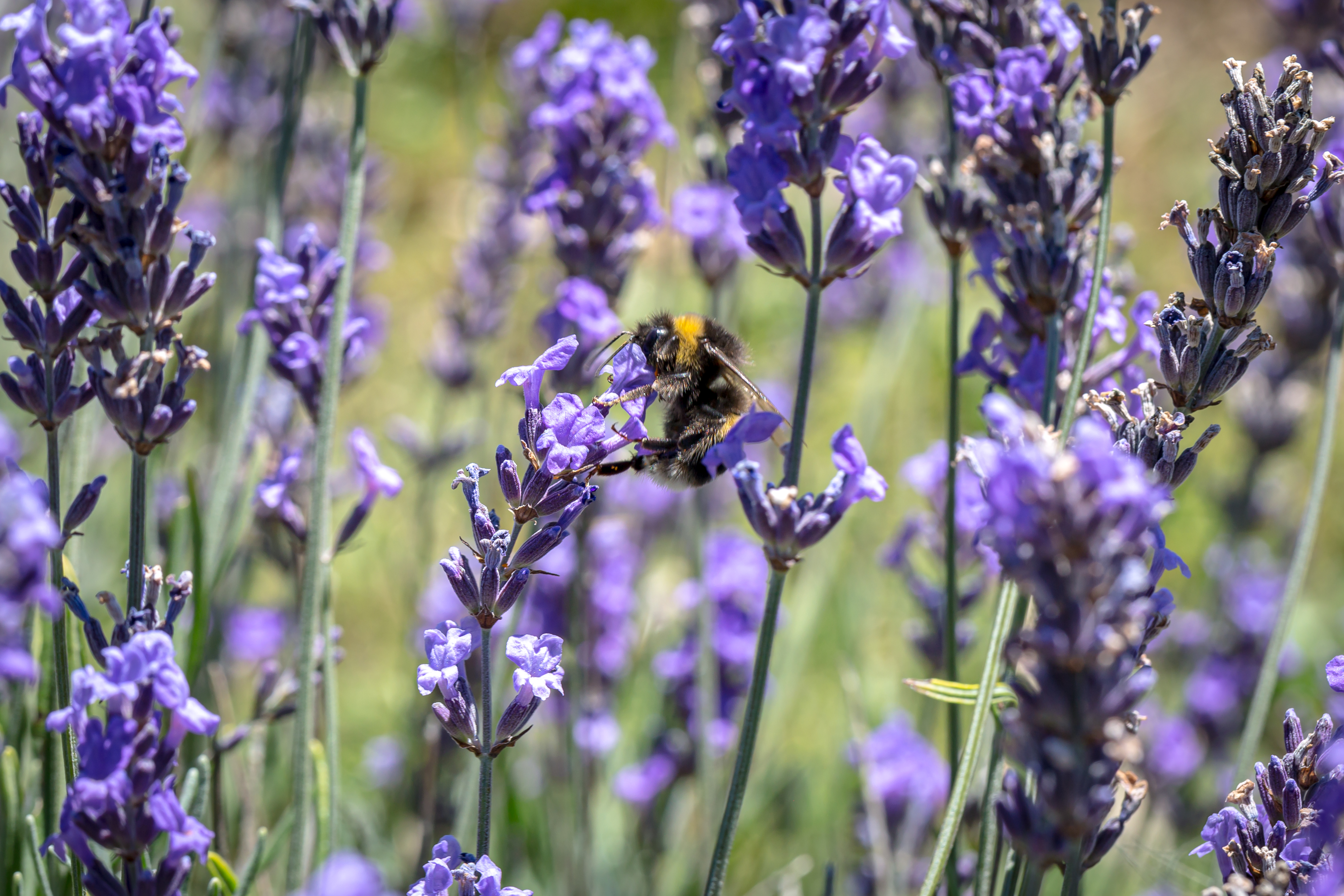 Will Lavenders Grow in The Shade?