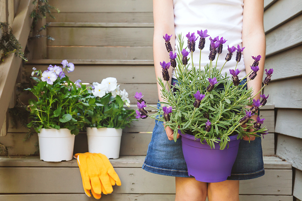 How Far to Space Potted Lavenders