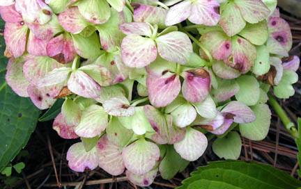 Life Cycle of the Flower- Hydrangea Flowers Turn Green as they Age