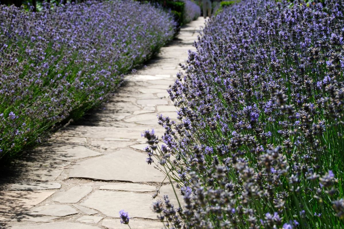 Lavender Hedge Spacing (The Definitive Guide)