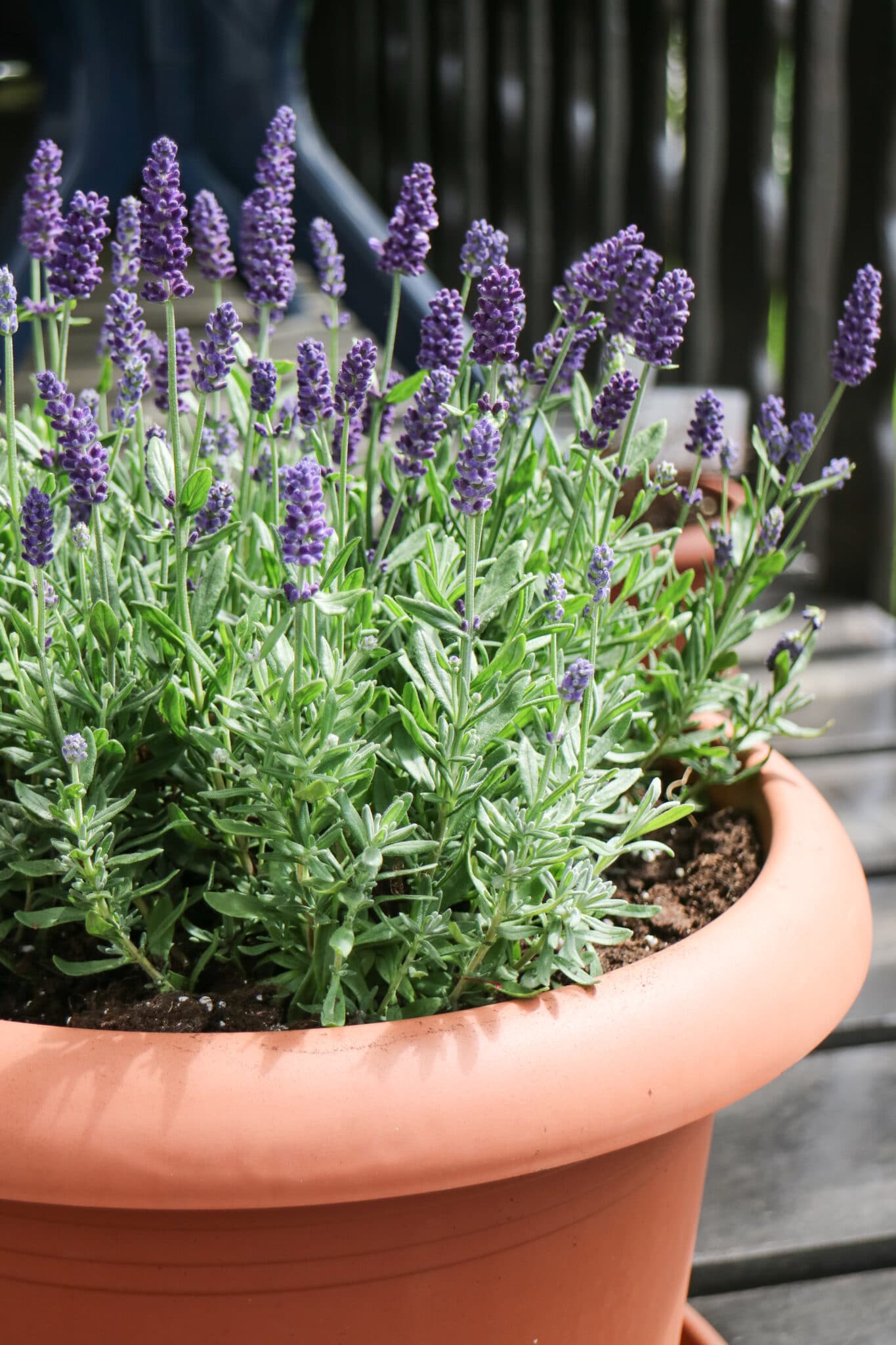 Potting Soil for Lavenders in Pots and Containers