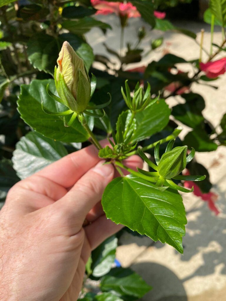 How to Revive a Dying Hibiscus