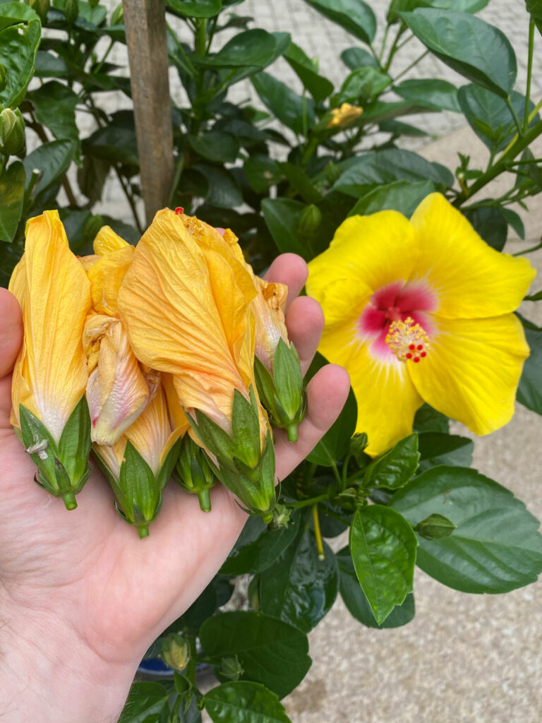 9. Pests Can Cause Hibiscus Flower Buds To Fall Off