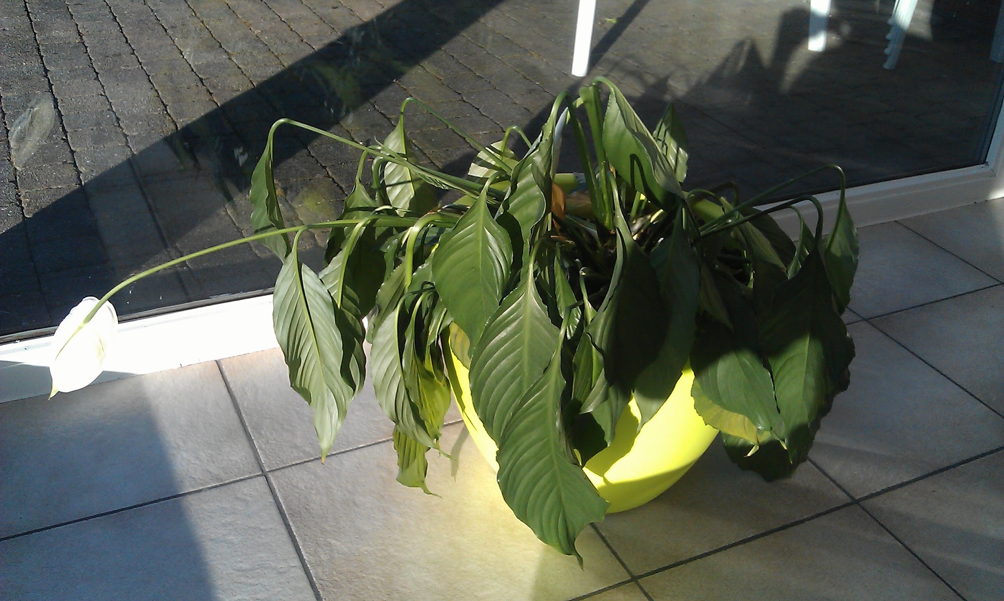 Peace Lily Turning Black