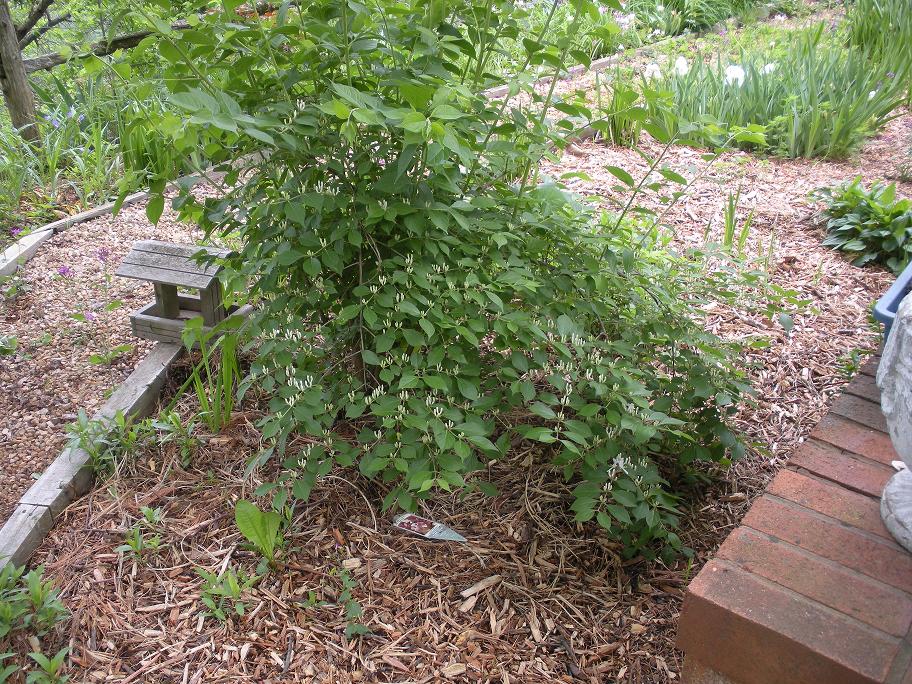 6. Dry Soil Stops Honeysuckle Flowering