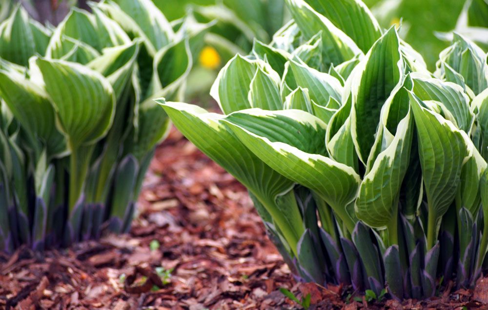 Preparing Garden Soil for Growing Hostas