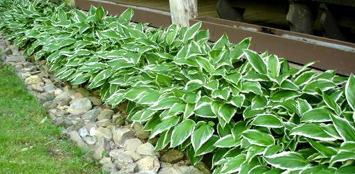 How Far Apart to Plant Hostas: (The Definitive Guide)