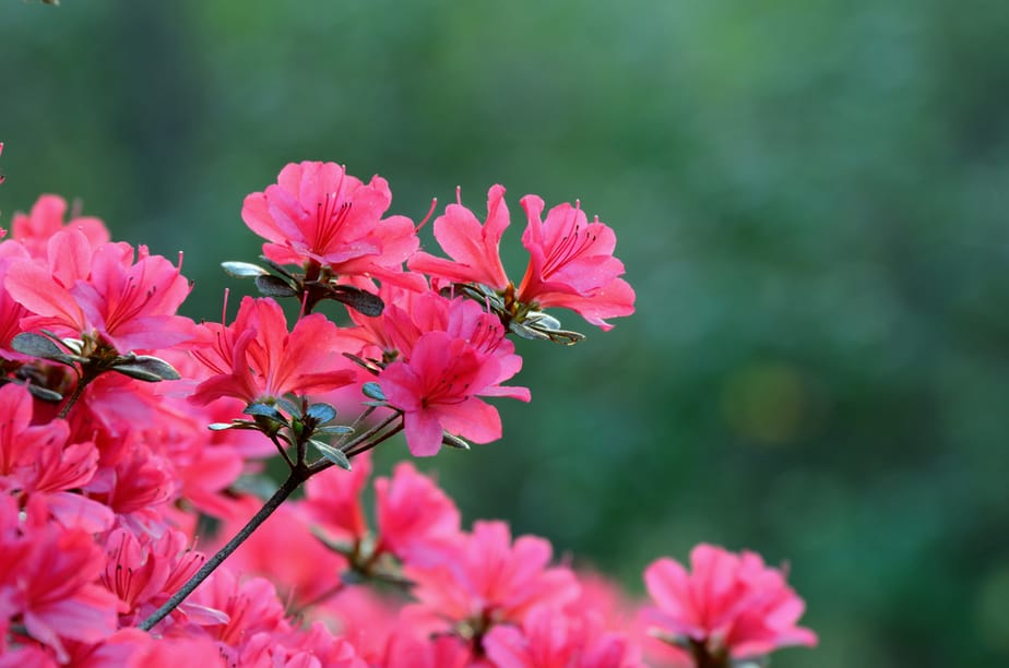 Watering Azaleas Indoors