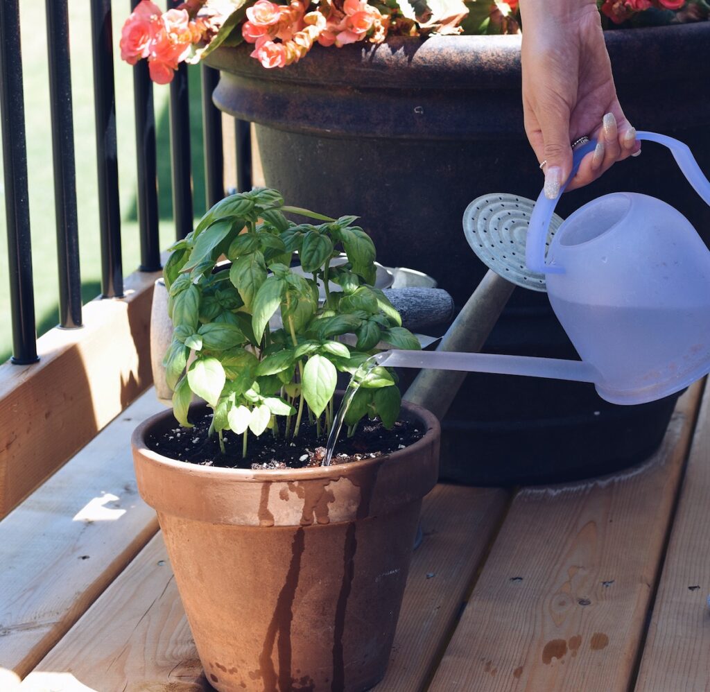 Watering Basil Seedlings