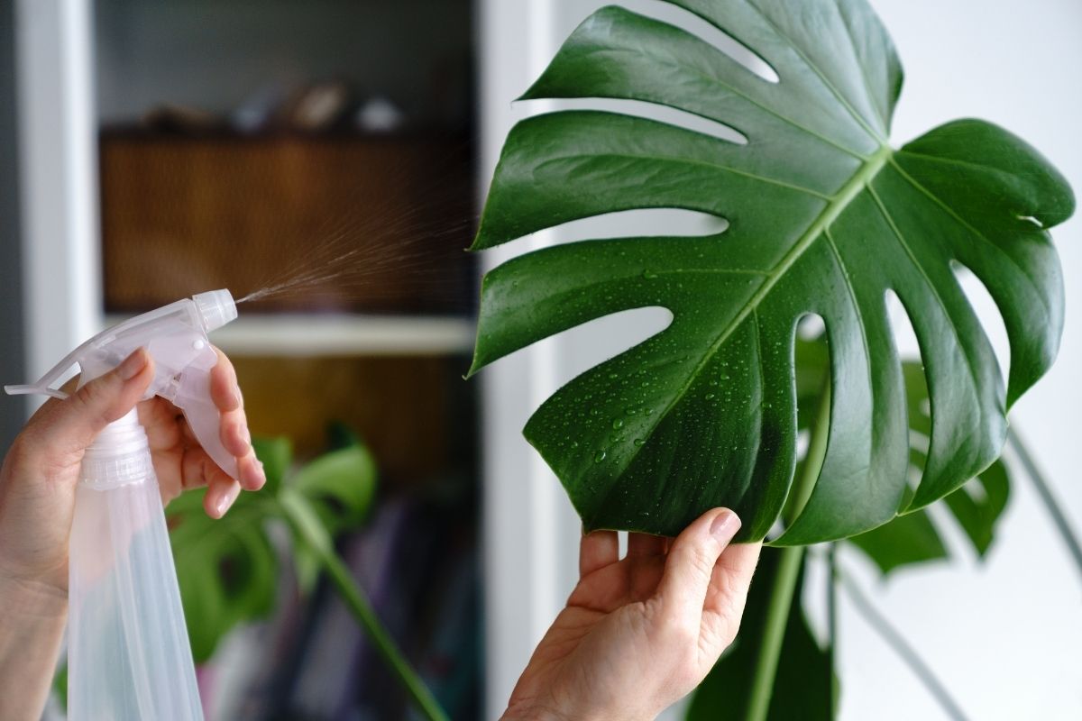 How to Water Monstera 