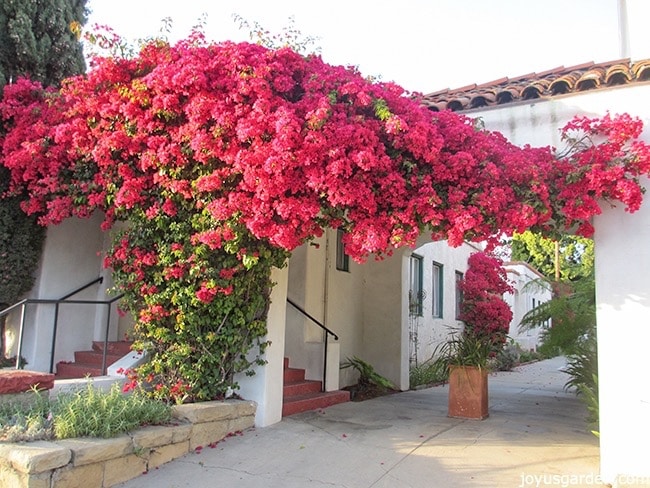 How to Increase Bougainvillea Blooms (7 Methods)