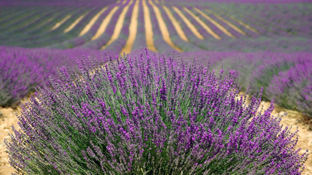 5 Reasons Lavenders are Easy to Grow