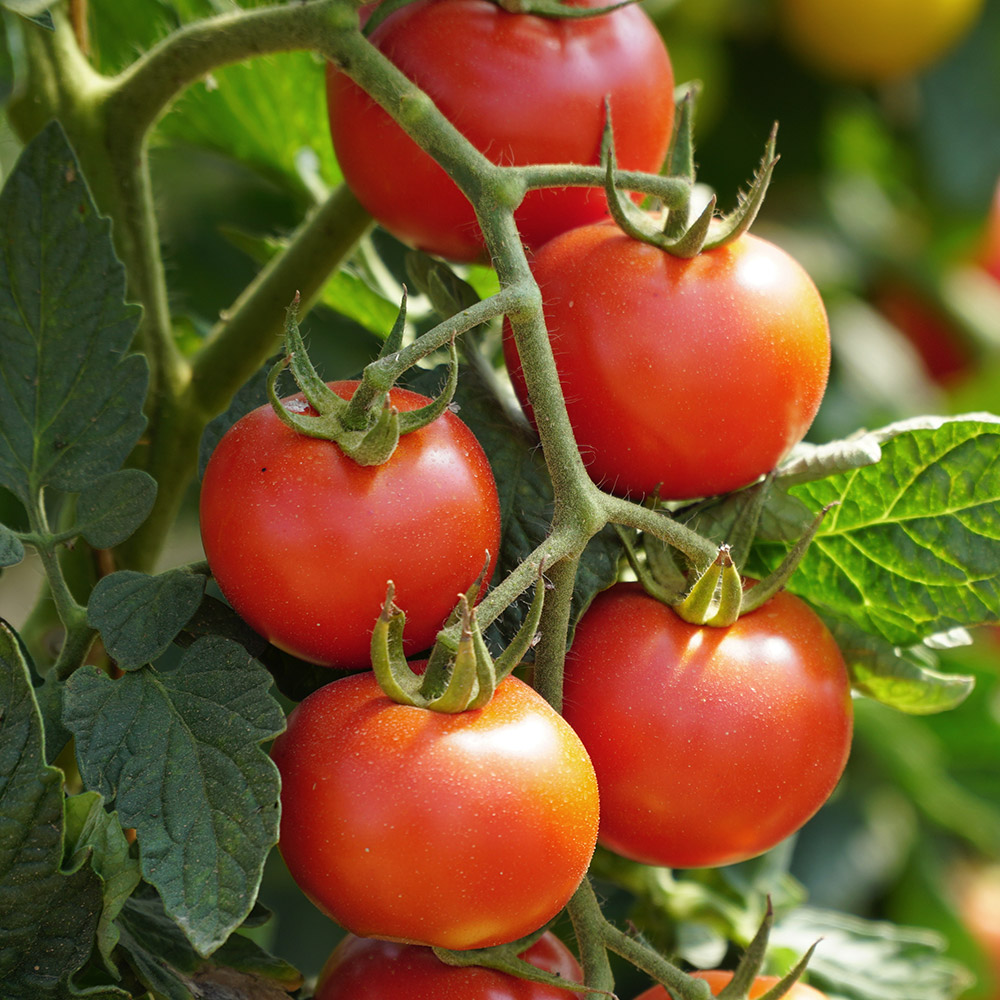 What Is the Lowest Temp a Tomato Plant Can Tolerate?