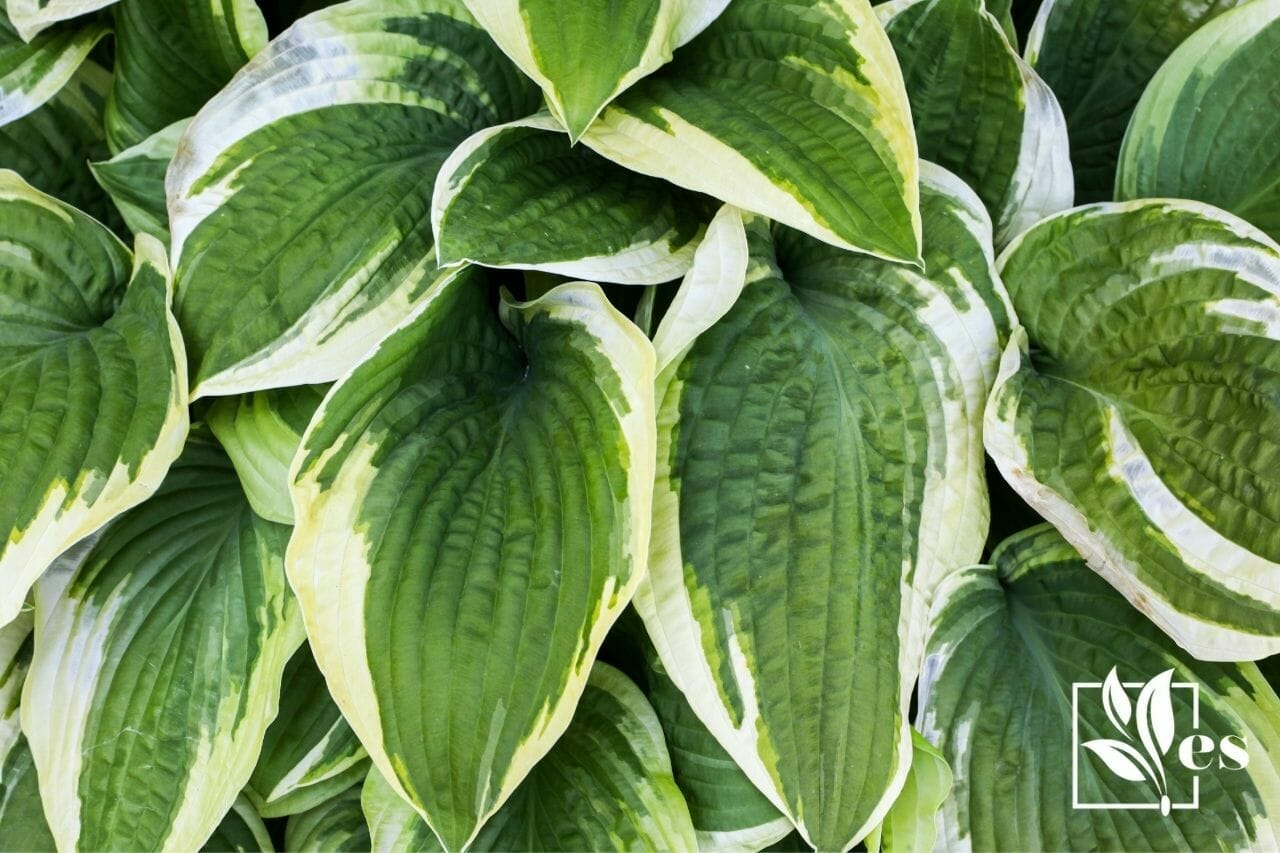 How to Amend Clay
Soil before Planting Hostas