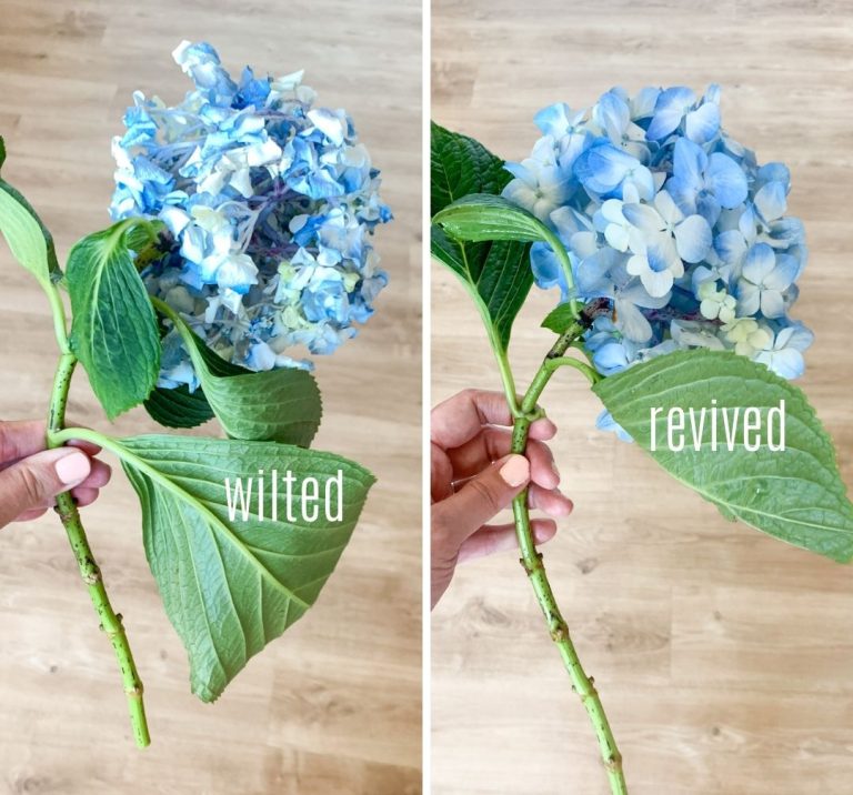 How to Revive a Wilting Hydrangea The Garden Hows