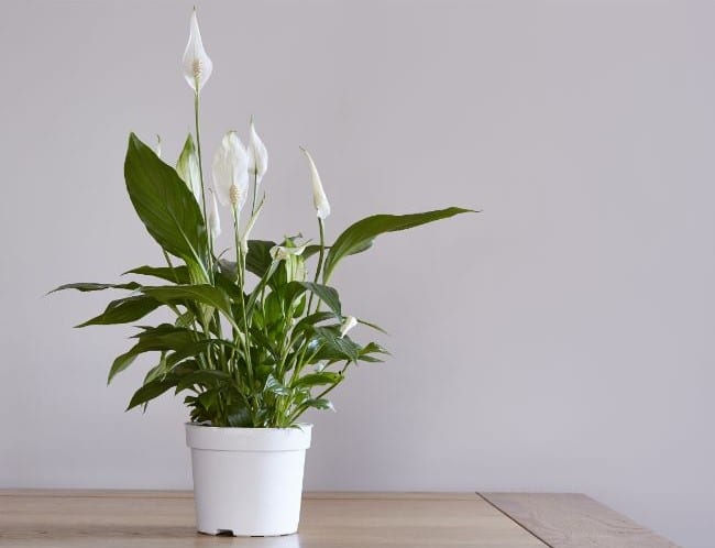 Water Peace Lilies in Pots with Drainage holes in the Base