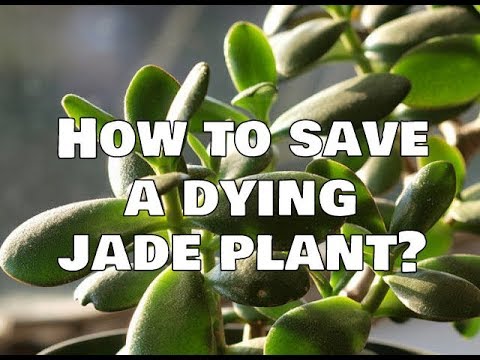 Jade Plants Turning Yellow or Brown with Soft Leaves