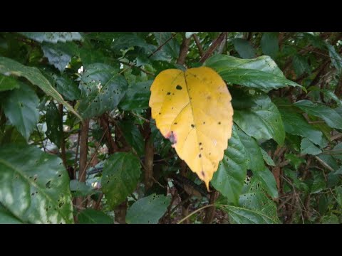 Insect Pests can Cause Hibiscus Leaves to Turn Yellow