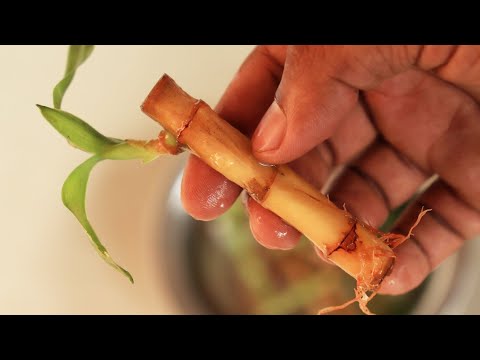 How to Revive Lucky Bamboo Turning White