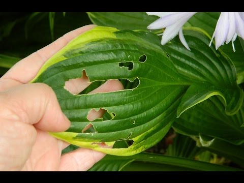 Stop Slugs Eating Hostas in Pots (3 Hacks That Actually Work)