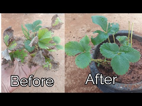 Why are My Strawberry Plants Dying?