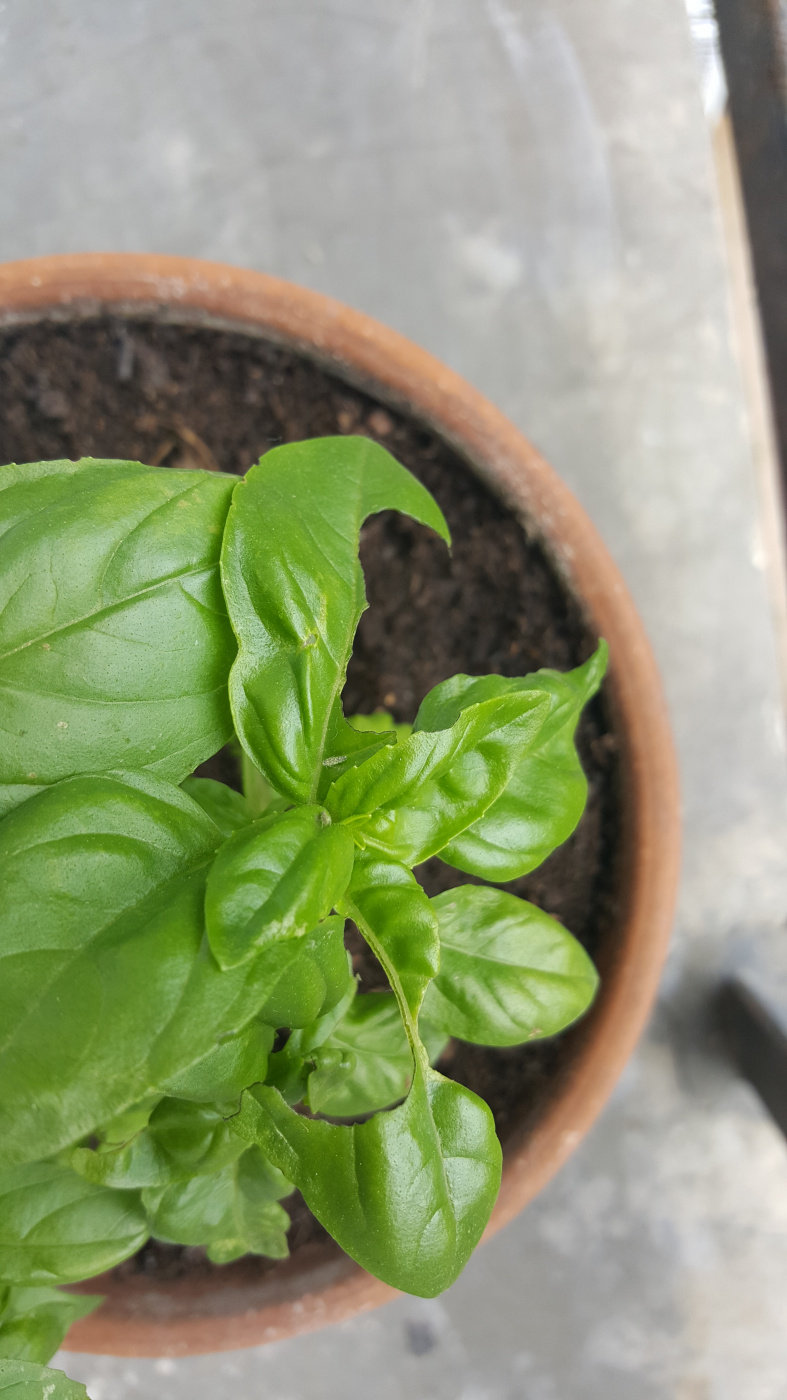 Best practices for Preventing slugs Eating Basil Plants