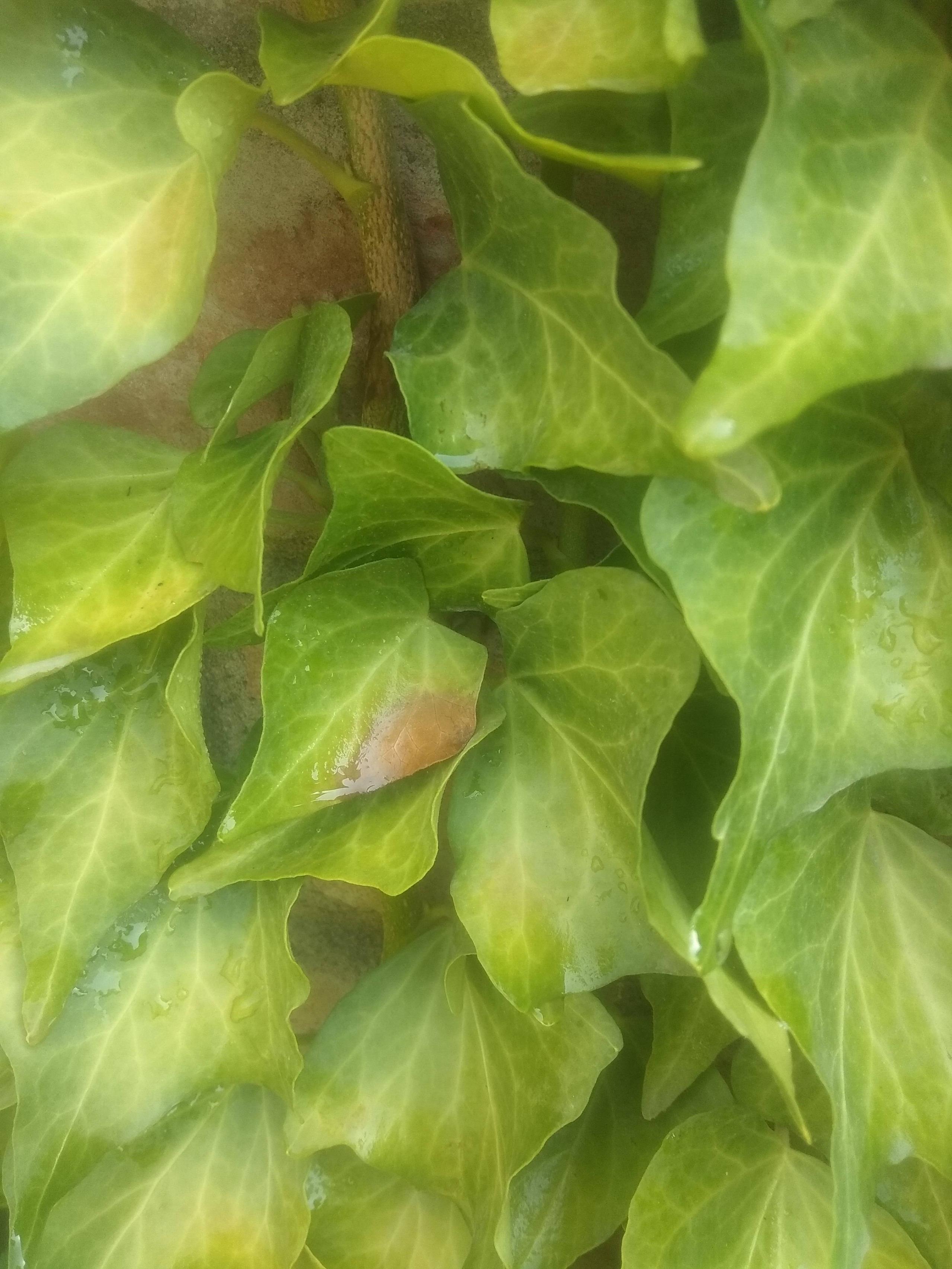 Spider Mites Can Causes Yellow Spots on Ivy Leaves