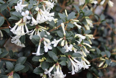 White Osmanthus flowers