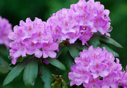 Rhododendron Flowers