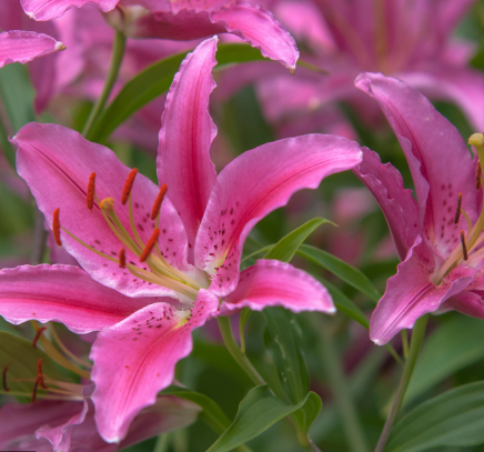 Pink Lily flowers