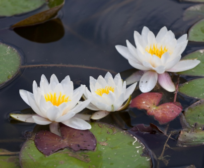 White Water Lilies