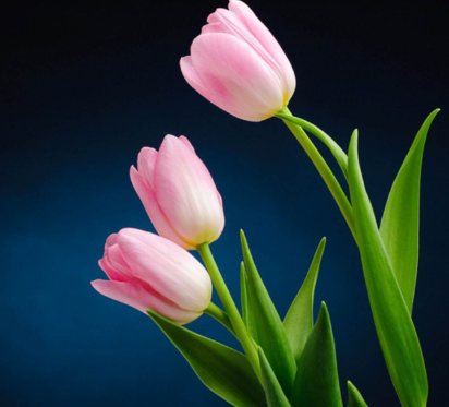 Pink tulip Flowers