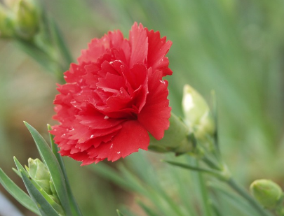 Red Carnation flower