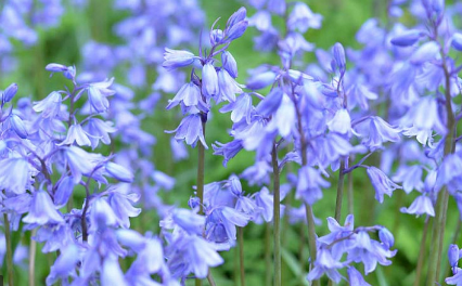 Spanish Bluebell flowers